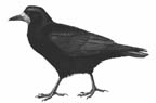 Rook
